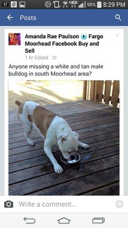 Whitetan male bull dog found (south Moorhead)