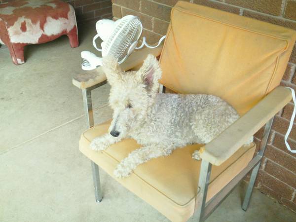 Wire Fox Terrier lost in HarrahChoctaw Area (RenoLuther Rd)