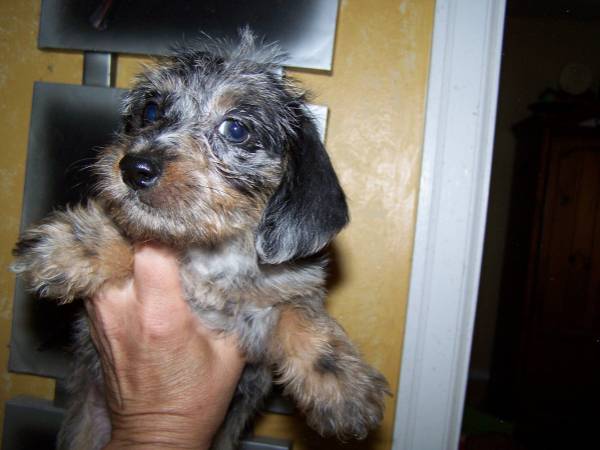 WIREHAIRED DACHSHUND PUPS