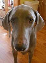 Wonder Weims Rescue needs fosters (St. Louis)