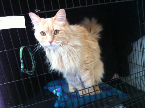 WONDERFUL CATS AT THE ADOPT A CAT SHELTER (1224 E 76TH IN ANCHORAGE)