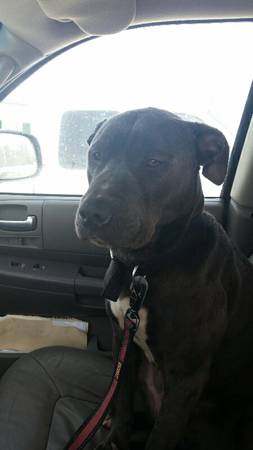 x00241200  Family looking for pitbull friendly rental (Milford Area)