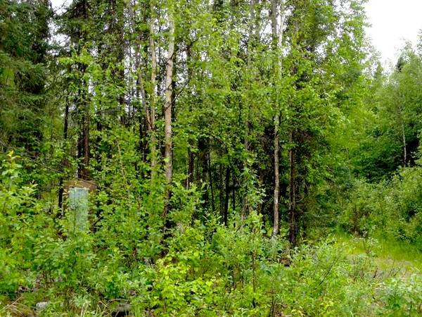 x002435000 LAND  1.14 Acres, Level amp Forested (Wasilla)