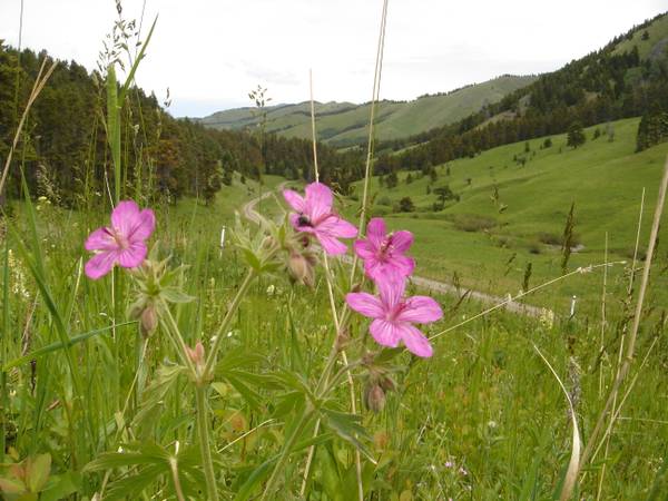 x0024400000  40 acre mountain meadow inside national forest (Lewis amp Clark Nat Forest)