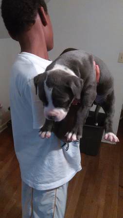 XL blue pitbull puppies (Cincinnati)