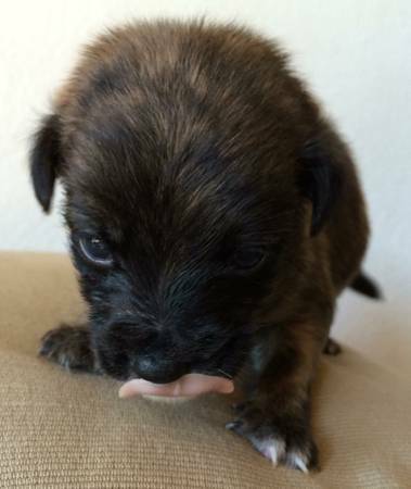 Xtra Cute Chihuahua Toy  Fox Terrier Puppies (Kapolei)