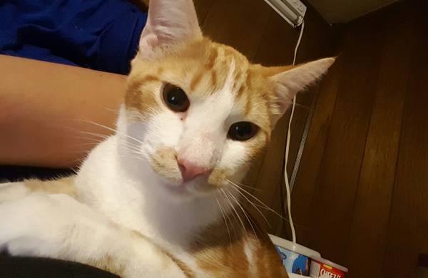 year old fixed declawed cat (rogers)