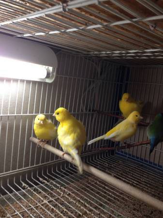 Yellow Canaries (Hastings, Ne)