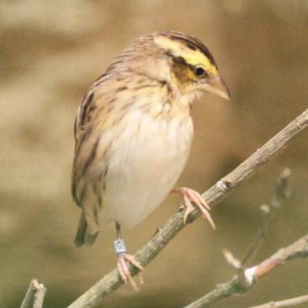 yellow crowned bishop weavers 20