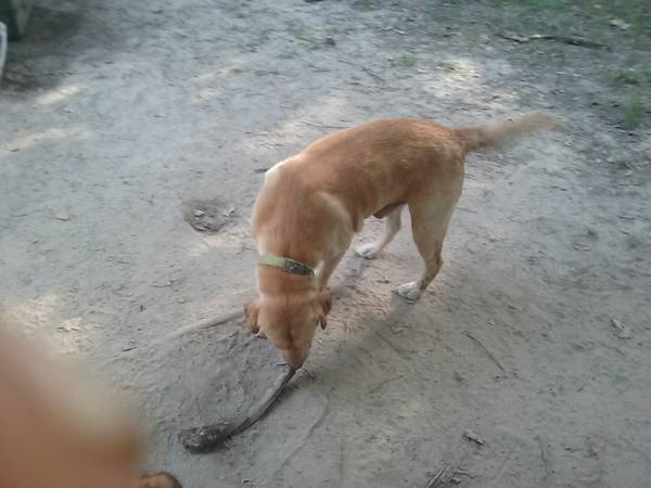 Yellow Lab (carriere mS)