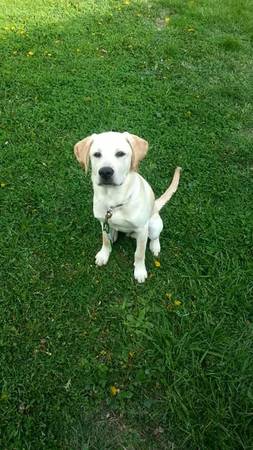 Yellow Lab Mix free (imperial)
