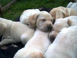 yellow lab pups (Federal Way)