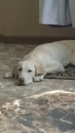 Yellow Lab (wentzville)