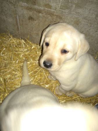 Yellow Labs (Fergus Falls)