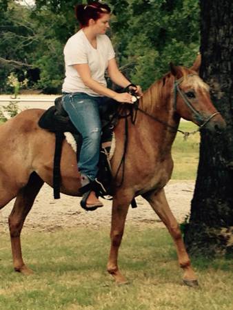 Yellow speckled mare (Davis ok)