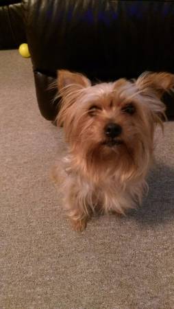 Yorkie Female (Richmond, Ks)