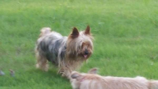 YORKIE FOR SALE 850
