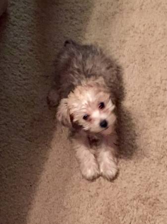 Yorkie Poo Female Puppy