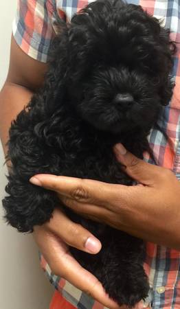 yorkie poo puppy