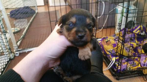 yorkie puppies