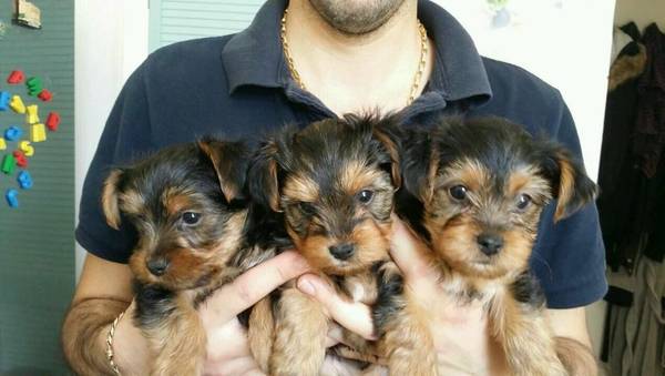 Yorkie Puppies Available for Re