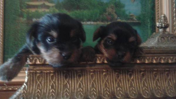 yorkie puppies (Florence)