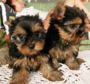 Yorkie Puppies to good home (Grand Island NE)