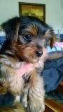 yorkie puppy (boise)