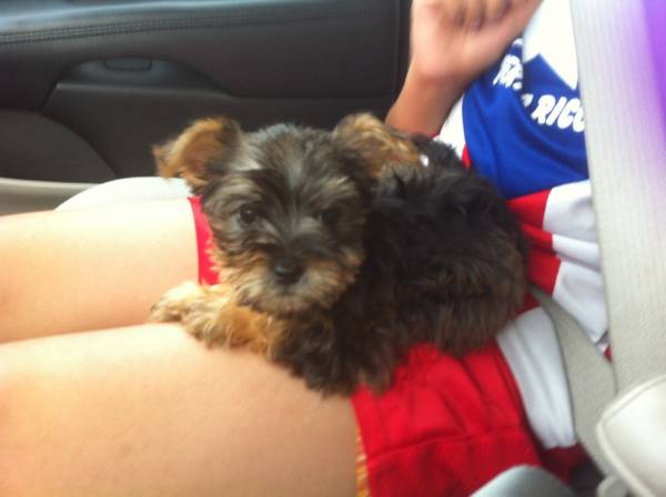 Yorkie Puppy (Florida)