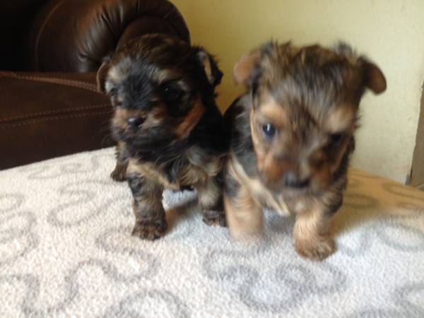 Yorkie puppys