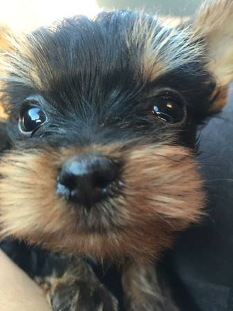 Yorkie Terrier Puppy (Phoenix)