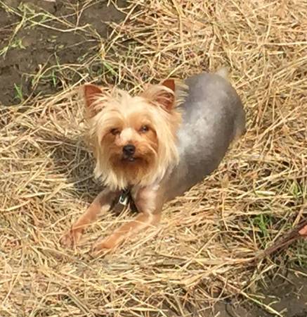 Yorkie (Vancleave, Ms)