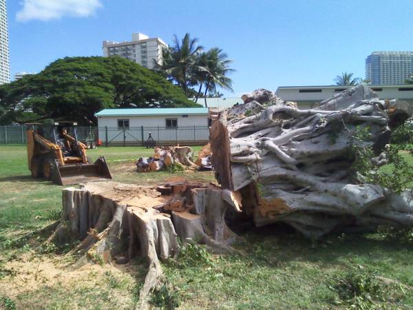 YOU LOOKING FOR A PROFESSIONAL TREE GUY WITH INSURANCE (Puna to Waimea)