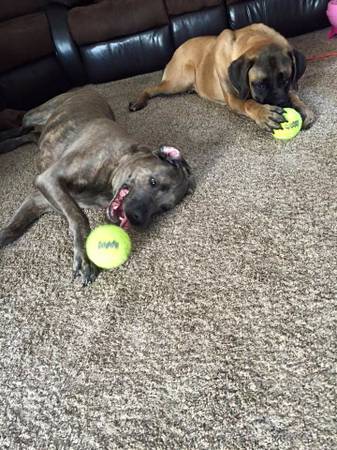 young 7 month old english mastiff