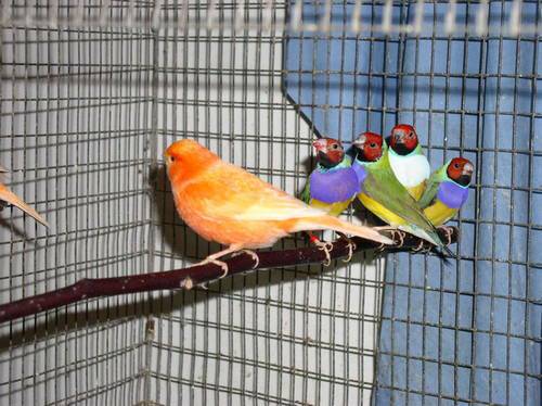 Young and Healthy Gouldian finch needs good home (indy eastside)