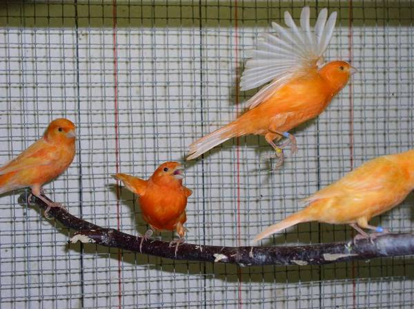 Young and healthy male Red factor canary needs good home (indy eastside)