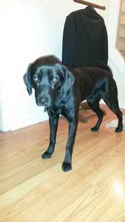 Young black lab to a good home (lawrenceville)