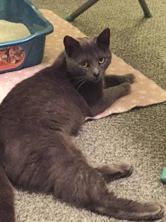 young cat needs home (Pawtucket)