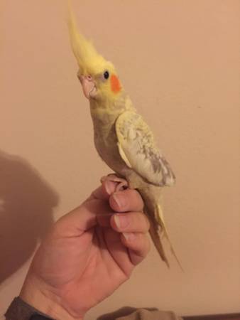 Young CockatielHand Tame (Norman)
