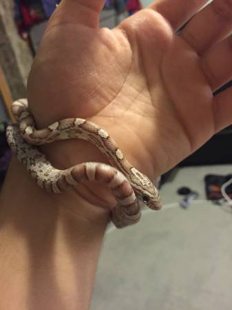 Young corn snake (Troutdale)