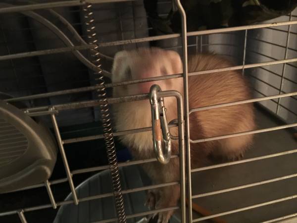 YOUNG FEMALE FERRETS 200 OBO (Providence)