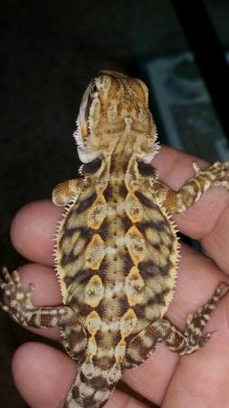 young healthy leatherback bearded dragon with tank and accessories (south philly)