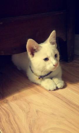 young male cat (Bay St Louis)