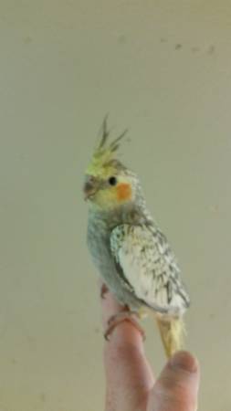 Young male pearl cockatiel (armada)