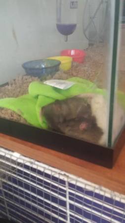 Young male rats (Forest lake)