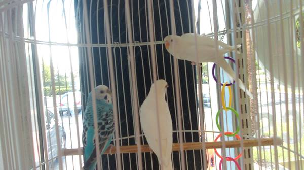 young parakeets (Royal Palm Beach)