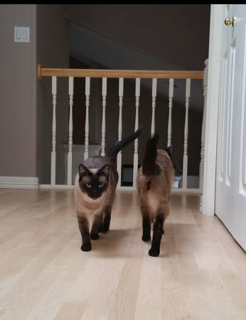 Young Siamese Pair (Tigard)