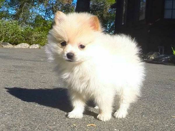 Young small Pomeranian dog looking for a new family.