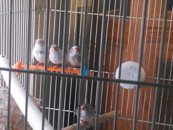 zebra finches (Paola Ks)