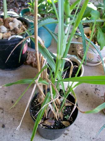 Zebra Ornamental Fountain Grass